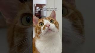 SALVANDO UM GATINHO