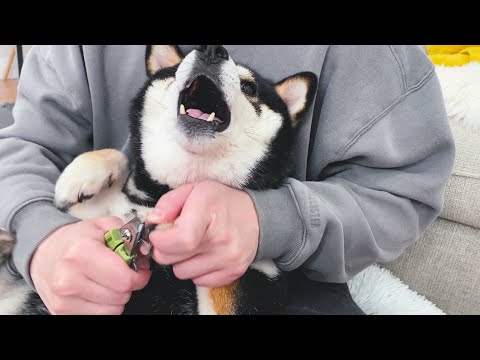 主人給狗狗剪指甲，妳叫妳的我剪我的！