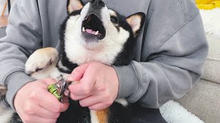 主人給狗狗剪指甲，妳叫妳的我剪我的！
