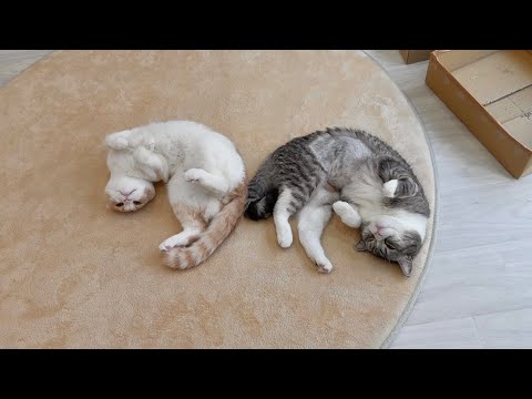 お互いにくっついてないと落ち着かなくてお昼寝できない猫たちがあまりにも可愛すぎましたw