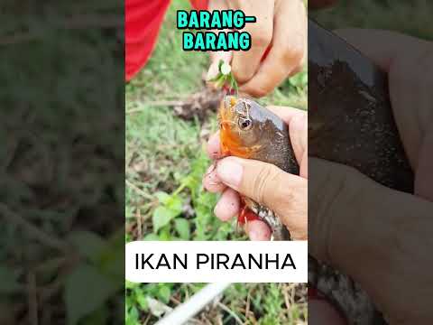 iKAN PIRANHA TAJAM!#shorts