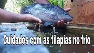 Dicas de cuidados com as tilápias no frio