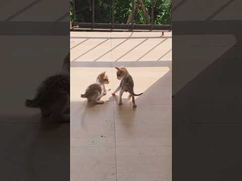 मैं तुम्हें नहीं जाने देना #meaw #babycat #fight #playtime