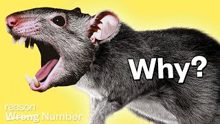 The global warming rat apocalypse debunked