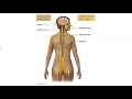 Nervous System Functions and Divisions