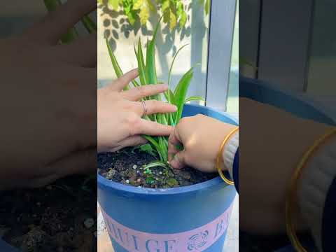 The roots spider plant remove problem after grow up flower #shorts #plants #garden #flowers