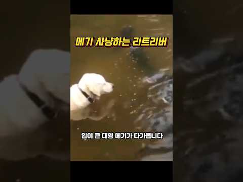 사냥개 리트리버의 본능