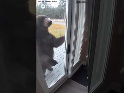 Help bear #bear #help #baby #ai #sora