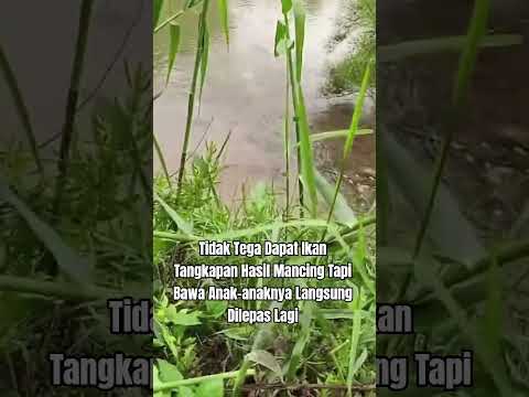 Ikan Nila Tertangkap Bawa Anak-anaknya #shorts