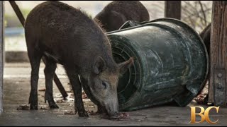 Whaaaaaat? "Wild pigs found with blue meat in California" Alarm