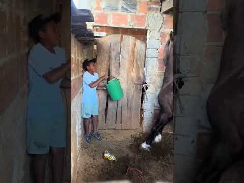 O cavalo pregou uma peça no guri