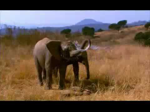 Elephant Tales Trailer