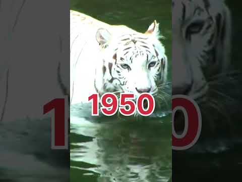 क्या आप जानते हैं, टाइगर (Tiger) के बारे में कुछ ऐसे रहस्यमयी तथ्य#shorts #tiger #facts