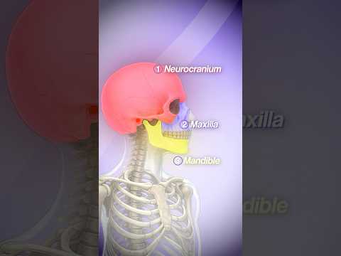 Your Upper Jaw Is 80% Grown by Age 5. Here's Why It Matters