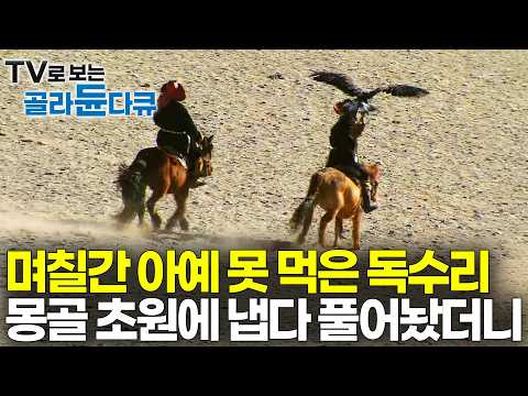 "인간 시력의 5배" 며칠간 아무것도 못 먹은 야생 검독수리 그대로 풀어놨더니 헉｜여우 사냥꾼 몽골 카자흐족｜다큐프라임｜#골라듄다큐