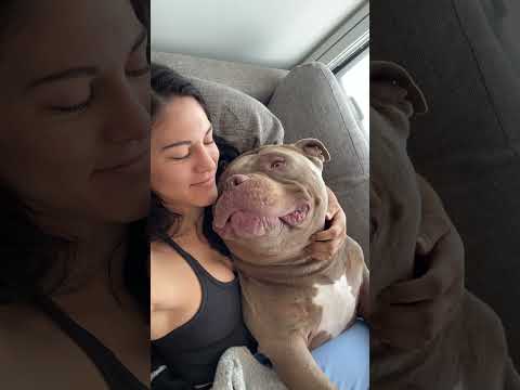 The sweetest boy ? #americanbully #dog #puppy #pitbull #love #funnydog