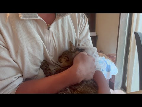 かなりしんどい また試練を与えられた猫