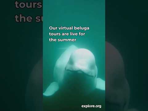 Virtual Beluga Whale Tours