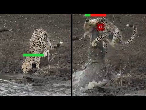 The Problem with Cheetahs