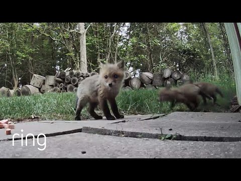 Stop What You’re Doing and Watch These Baby Foxes! | RingTV