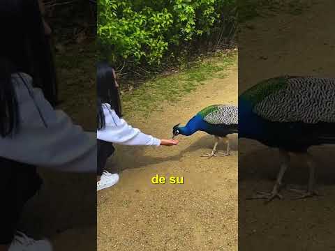 EL PAVO LA RECOMPENSO INCREIBLEMENTE!