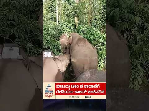 ಬೀಟಮ್ಮ ಟೀಂ ನ ಕಾಡಾನೆಗೆ ರೇಡಿಯೋ ಕಾಲರ್ ಅಳವಡಿಕೆ #hassan #elephanttracking #radiocollor #wildlife