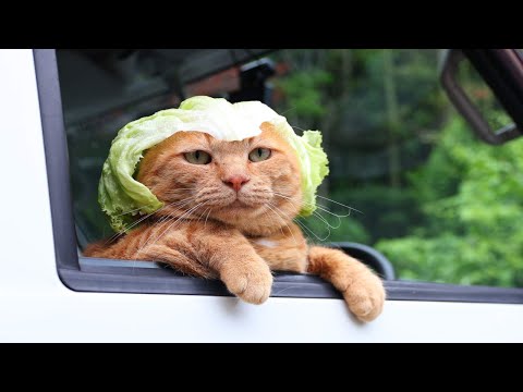 猫の動画サムネイル - 軽トラでレタス帽子　　250806