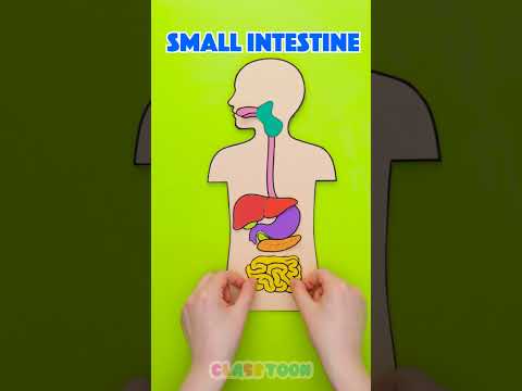 Do You Know 🫀 How Your Organs Work ❓ 🧠 #learning #school