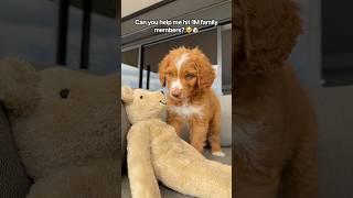 Can you help me hit 1M family members? 🥹🐶 #puppy