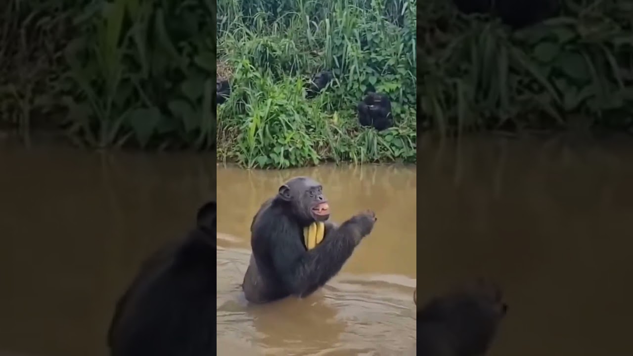 Chimpanzé reconhece cuidador anos após retorno à natureza e cena comove veja vídeo