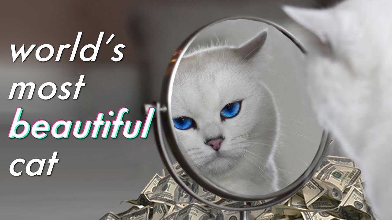 Meet The Highest Paid Cat In The World