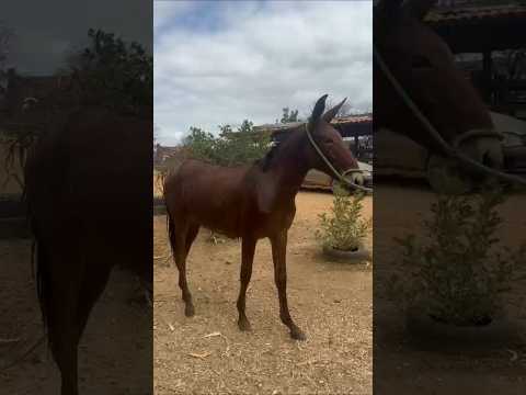 Futura mula de patrao 🤠