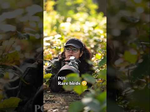 Birds in monsoon π #wildlife #birdsphotography