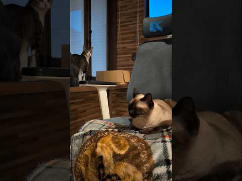 外の猫がケンカしている時🐱 - The feral cats are fighting - #shorts #cat