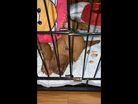how we treat puppy infected parvo virus​