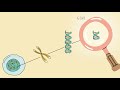 Protein Synthesis: Transcription and Translation Overview