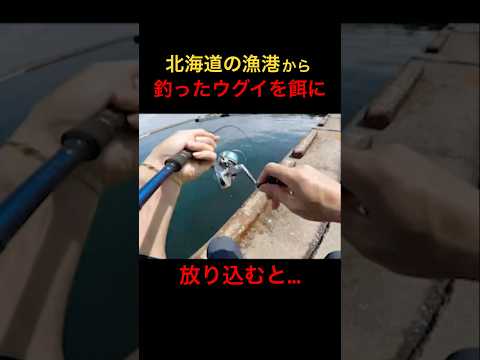 漁港から釣った