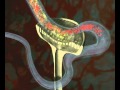 Water Regulation in Human Kidneys