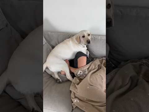 No personal space when you have dogs #naptime #clingypet #cuddles