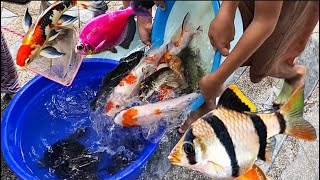 Mencampur Semua Ikan Hias di Kolam Air Mancur & Baskom Biru Ikan Sumatra, RTC, Glowfish, Koi & Koki