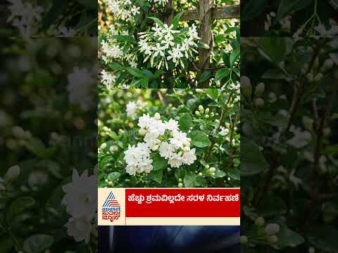 ಮನೆಯಲ್ಲೇ ಬೆಳೆಯಿರಿ ಉತ್ತಮ ತಳಿಯ ಮಲ್ಲಿಗೆ #jasmine #homegardening #suvarnanews