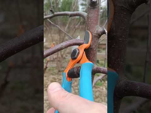 ОБРЕЗКА ЯБЛОНИ цветковые почки
