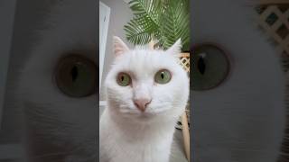 У Аляски есть один секрет..🥸 #cat