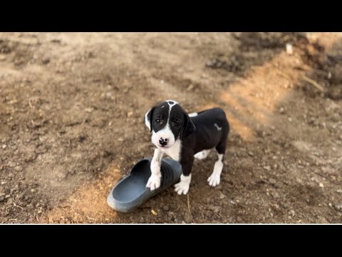 Puppy Energy Level: 1000% Every Morning!