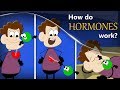 Functions and Roles of Hormones