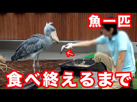 【何を思う】ハシビロコウふたばちゃんが魚一匹を食べ終えるまで!【夏のふたば2025-13】Futaba, Shoebill  summer 2025-13　掛川花鳥園