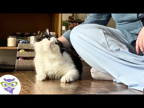 Esta Mujer No Descansó Hasta Ganar la Confianza de un Gato sin Hogar