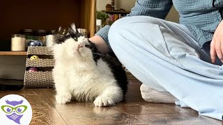 Esta Mujer No Descansó Hasta Ganar la Confianza de un Gato sin Hogar
