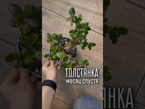 Толстянка