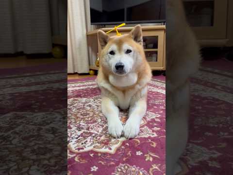 柴犬福の昼寝後も眠そうなタケコプター姿に癒される サムネイル